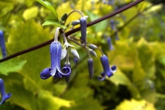 Clematis heracleiflium