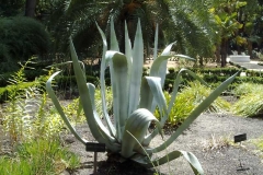 Agave americana