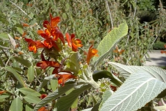 Colquhounia coccinea