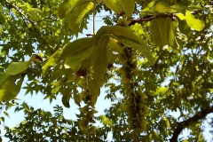 Pterocarya fraxinifolia