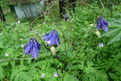 Aquilegia nigricans