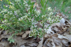 Comandra umbellata