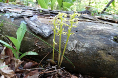 Corallorhiza trifida