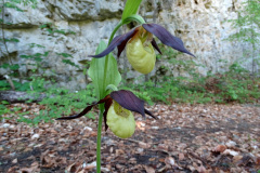 Cypripedium calceolus