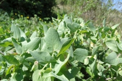 Cerinthe glabra