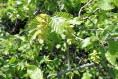 Carpinus orientalis