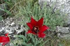 Tulipa rhodopaea