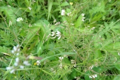 Vicia hirsuta