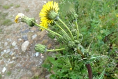 Sonchus asper