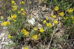 Chamaecytisus calcareus