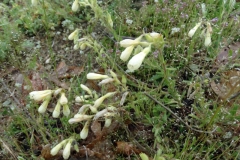 Onosma aucheriana