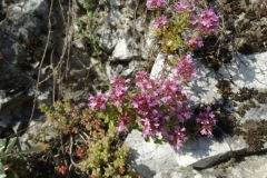 Thymus pulegioides