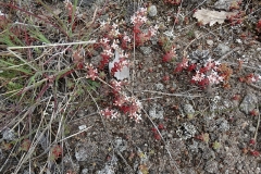 Sedum stefco