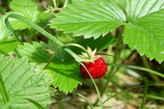 Fragaria vesca