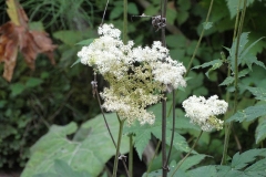 Filipendula ulmaria