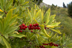 Daphne mezereum