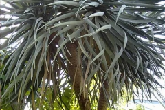 Dracaena draco