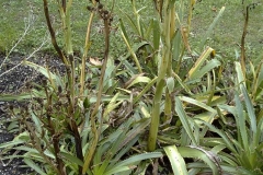 Eryngium bromeliifolium
