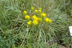 Galatella linosyris