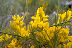 Genista carinalis