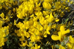 Genista tinctoria