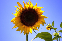 Helianthus annuus