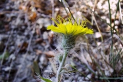 Hieracium olympicum