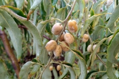 Elaeagnus angustifolia