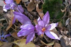 Crocus pallasii