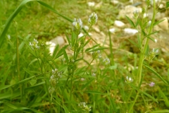 Trigonella procumbens