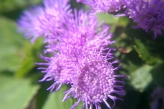 Ageratum houstonianum