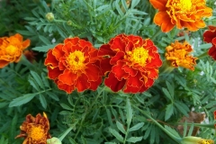 Tagetes erecta