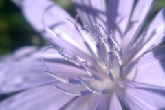 Cichorium intybus