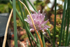 Allium sibiricum