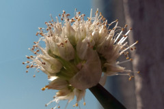 Allium cepa