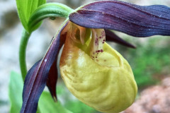 Cypripedium calceolus