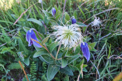 Clematis integrifolia