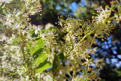 Ailanthus altissima