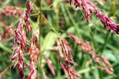 Sorghum halepense