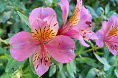 Alstroemeria versicolor