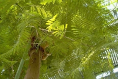 Jacaranda mimosifolia