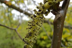 Juglans regia