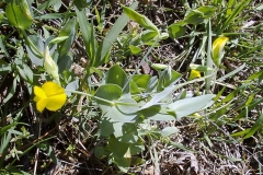 Lathyrus aphaca