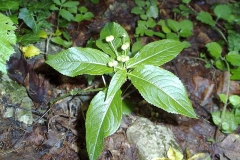 Mercurialis perennis