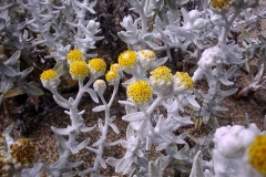 Otanthus maritimus