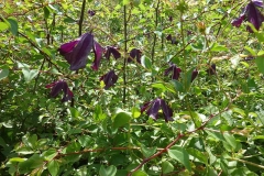 Clematis viticella