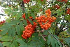 Sorbus aucuparia