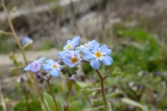 Myosotis incrassata