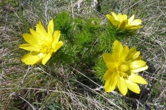 Adonis vernalis