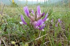 Astragalus vesicularius